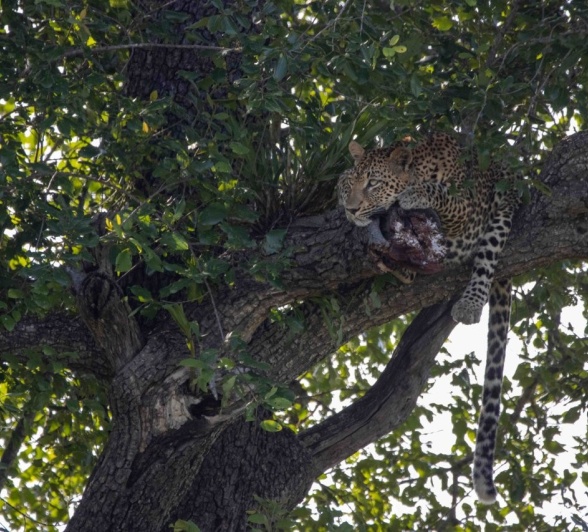 Sabi Sabi Ronald Mutero Khurula In Tree