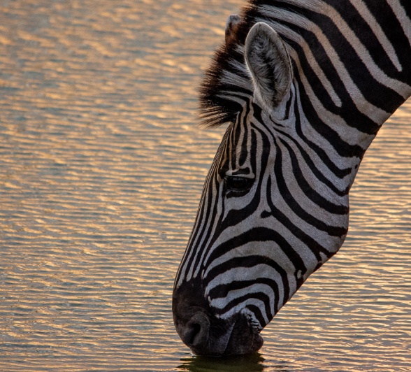 A zebra captured moments before it begins drinking water