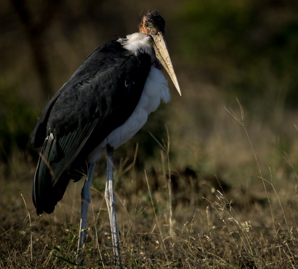 The Marabou Stork can stand up to 1.52m tall and weigh up to 7kg; they have a wingspan of an incredible 2.7m. 