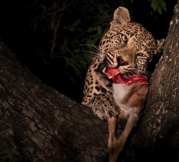 Nweti, a female leopard, feeds on an impala kill in a tree. Nweti, a female leopard, feeds on an impala kill in a tree.