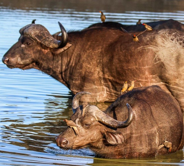 A big herd of buffalo was enjoying the cool water and quenching their thirst before moving off into the treeline for shade. 
