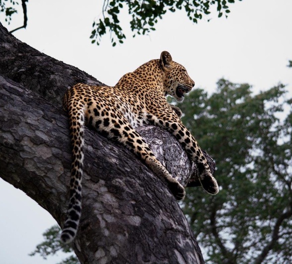 A female leopard, Golonyi, rests comfortably in a tree. A female leopard, Golonyi, rests comfortably in a tree.