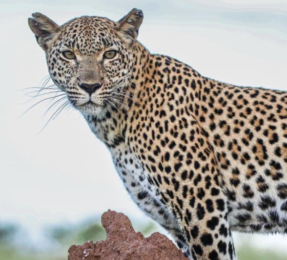 Kigelia, the leopard, stands on a termite mound. Kigelia, the leopard, stands on a termite mound.