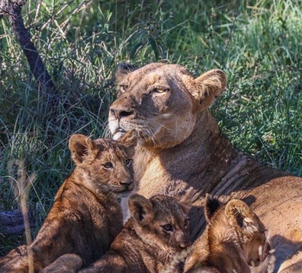 A mother lioness keeps her eyes out for threats as her cubs continue to suckle. A mother lioness keeps her eyes out for threats as her cubs continue to suckle.