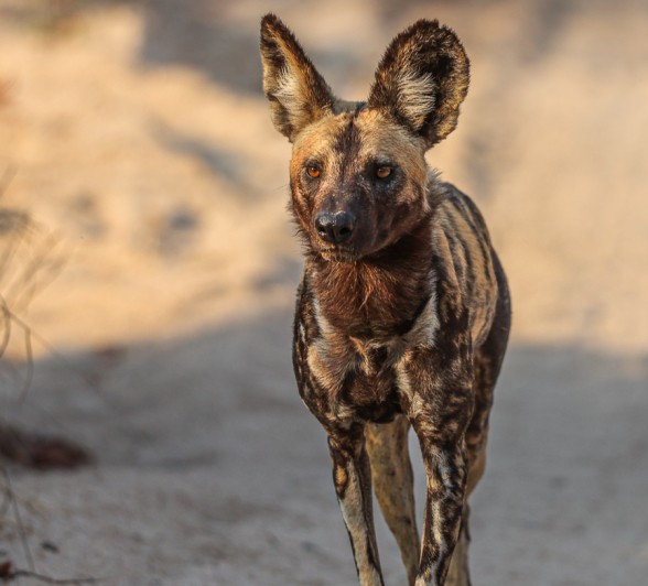 Sabi Sabi Ruan Mey Wilddogs In Road Sabi Sabi Ruan Mey Wilddogs In Road