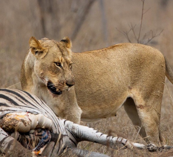 Lion from Southern Pride protecting zebra kill, ensuring no rivals approach.