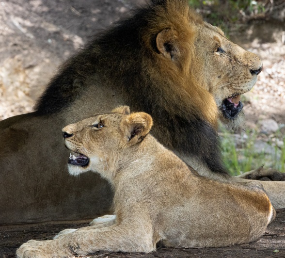 The dominant male lion with a sub-adult.