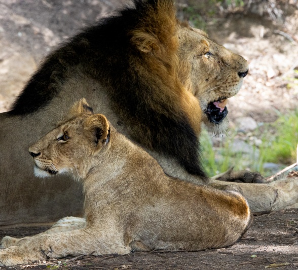 Lions killing hyenas unfold the raw and often harsh realities of life in the wild.