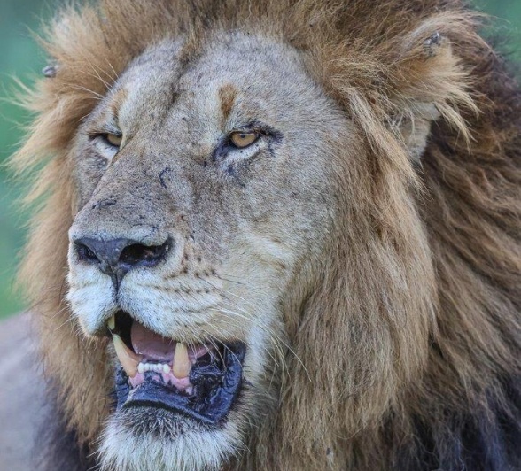 Sabi Sabi Ruan Mey Gijima Male Face Sabi Sabi Ruan Mey Gijima Male Face