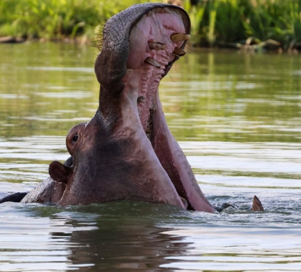 Sabi Sabi Jan Nel Hippo Sabi Sabi Jan Nel Hippo