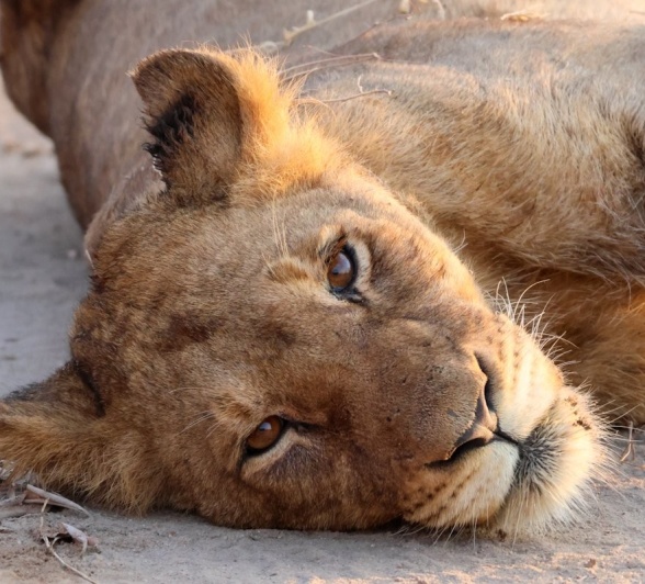 Sabi Sabi Jan Nel Msuthlu Pride Sabi Sabi Jan Nel Msuthlu Pride