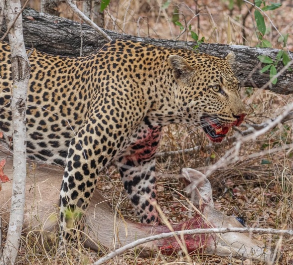 The dominant male leoaprd, Khulwana, stands guard over his kill. The dominant male leoaprd, Khulwana, stands guard over his kill.