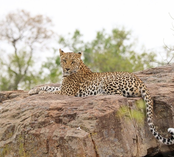 Sabi Sabi Jana Du Plessis Golonyi Tail Sabi Sabi Jana Du Plessis Golonyi Tail