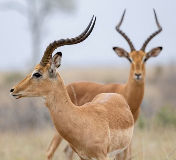 Two male impalas hesitant to commit to a fight. Two male impalas hesitant to commit to a fight.