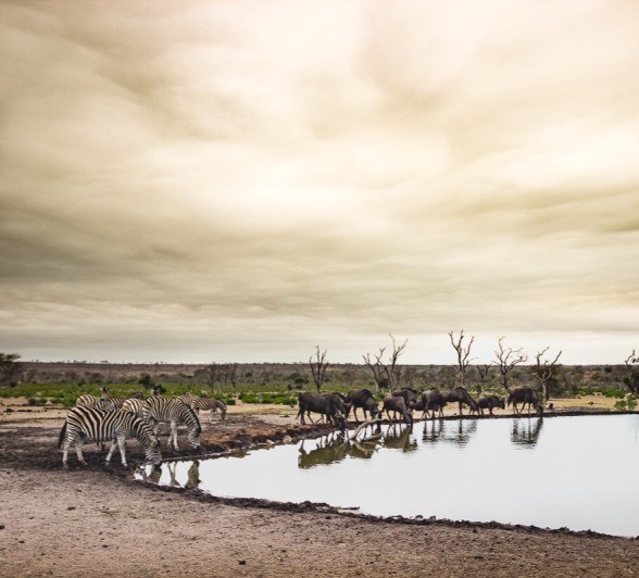 Various plans game drink water from a pan near Sabi Sabi. 