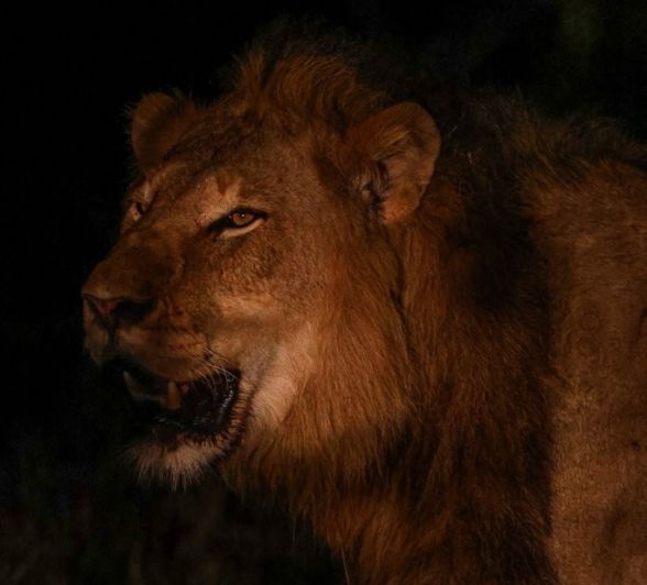 The N’waswishaka male lion pauses, listening for his brothers as he follows their scent trail.