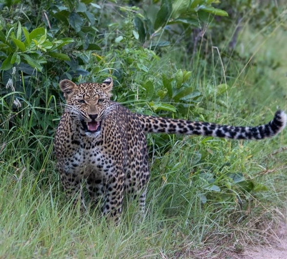 Sabi Sabi Ronald Mutero Kurhula