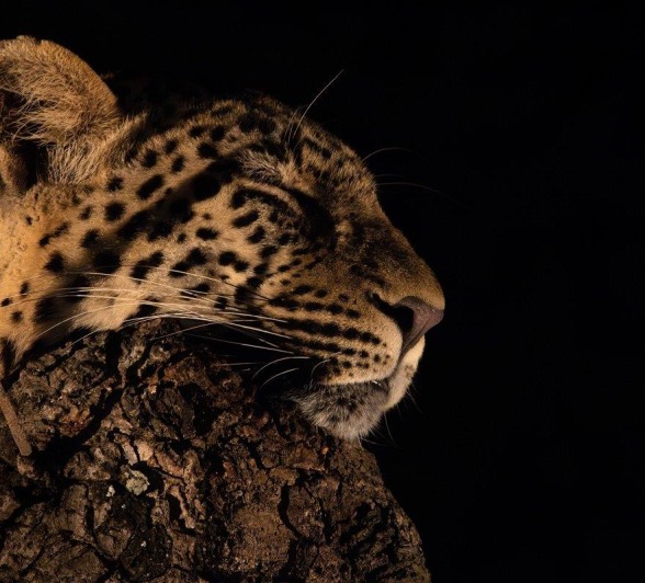 A19JP Van Rooyen Jasiri Female 20230501 1 A19JP Van Rooyen Jasiri Female 20230501 1