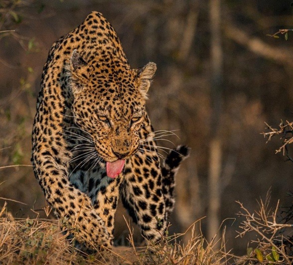 A Week in the Bush Vol. 472 | Sabi Sabi