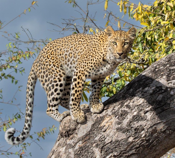 The awesome agility and strength of a leopard is illustrated here by Golonyi in a tree. 