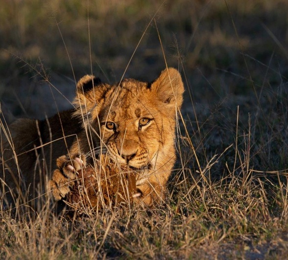 A young lion cub nibbles on some dung. A young lion cub nibbles on some dung.