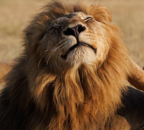 One of the Gijima male lions takes in the morning sun. One of the Gijima male lions takes in the morning sun.