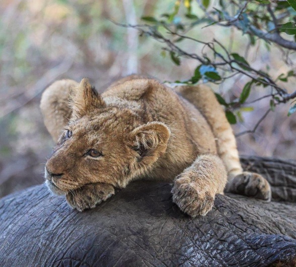 A Msuthlu Pride cub perched on top of an elephant carcass, claiming its share of the feast.