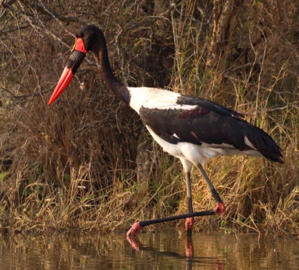 A Saddle-billed Stork standing tall near a shrinking pool, showcasing its majestic stature. A Saddle-billed Stork standing tall near a shrinking pool, showcasing its majestic stature.