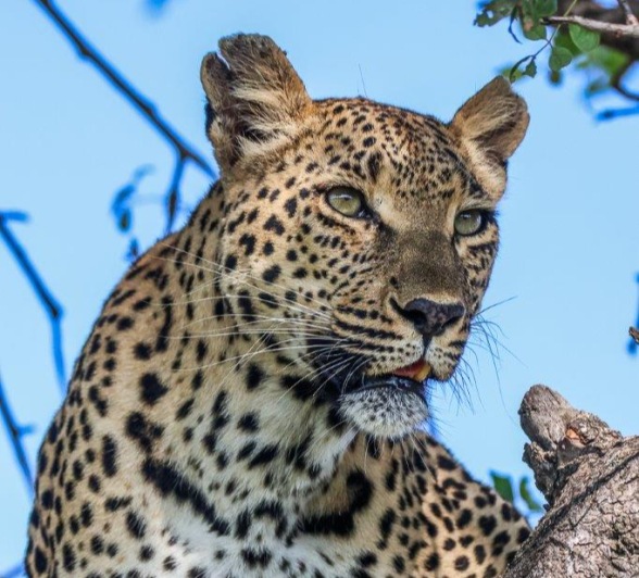 Sabi Sabi Ruan Mey Ntumsi In Tree Sabi Sabi Ruan Mey Ntumsi In Tree