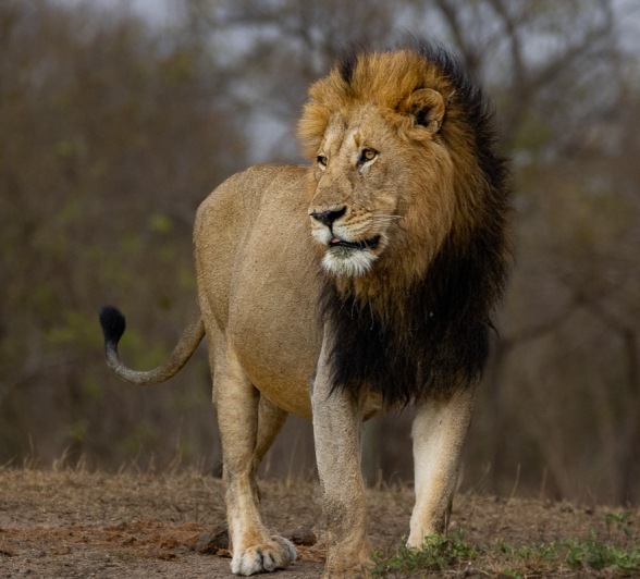 The dominant Gijima male lion