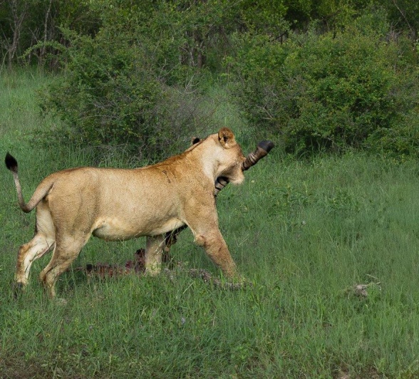 Sabi Sabi Franco Hay Msuthlu Eats Zebra Sabi Sabi Franco Hay Msuthlu Eats Zebra