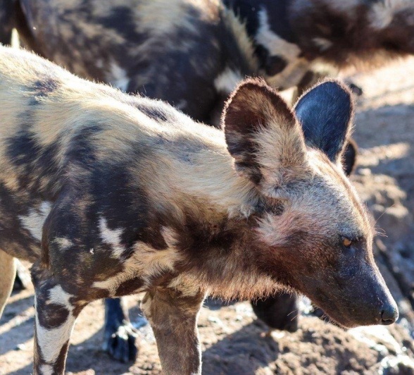Sabi Sabi Jan Nel Wilddog Close Sabi Sabi Jan Nel Wilddog Close