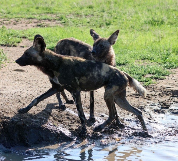 Sabi Sabi Jan Nel Wilddog Waterhole Sabi Sabi Jan Nel Wilddog Waterhole