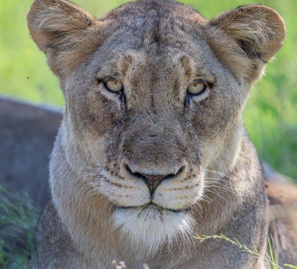 Sabi Sabi Ruan Mey Msuthlu Pride Female Close Up Sabi Sabi Ruan Mey Msuthlu Pride Female Close Up