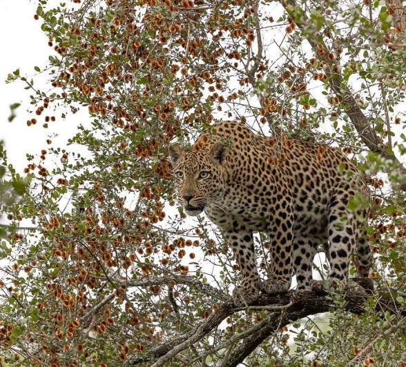 Tengile scans her environment from the height of a tree. 