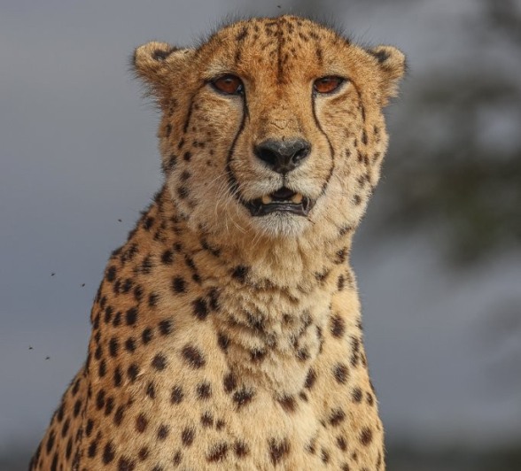 Sabi Sabi Ruan Mey Cheetah Savanna