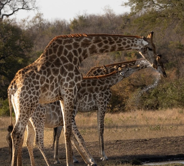Three giraffes drinking from a waterhole. Three giraffes drinking from a waterhole.