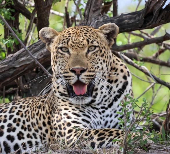 Sabi Sabi Jan Nel Khulwana