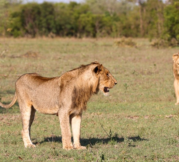 Sabi Sabi Jana Du Plessis Lions Musthlu