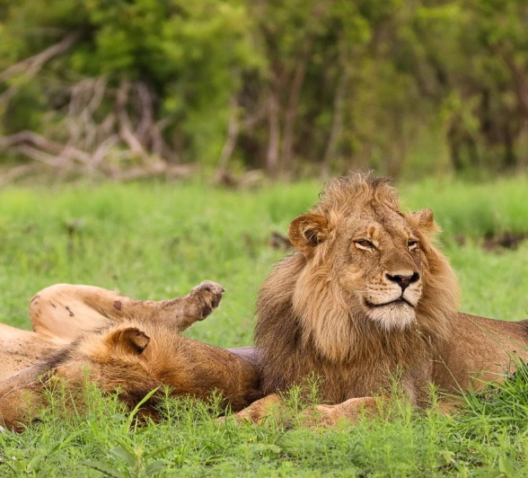Sabi Sabi Jana Du Plessis Nwaswitshaka Male Lion