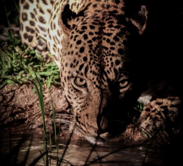 The Nsuku leopard drinks from a waterhole after dark. 