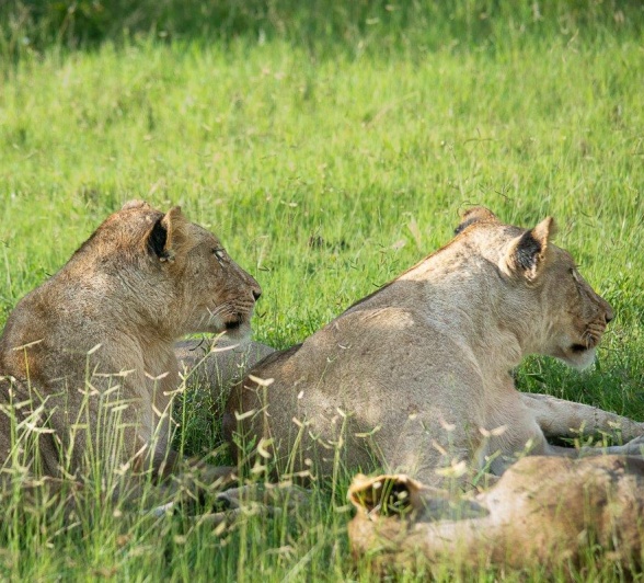 Styx Pride Femlaes Ronald Mutero Styx Pride Femlaes Ronald Mutero