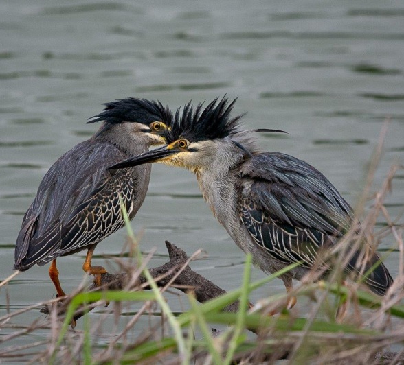 Two male Green-backed herons. Two male Green-backed herons.