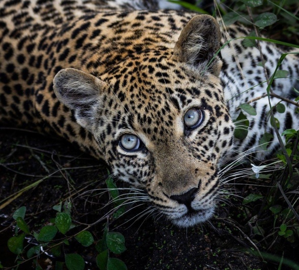 Guests at Sabi Sabi were mesmerised by Tengile's eyes as she made eye contact with us on game drive. 