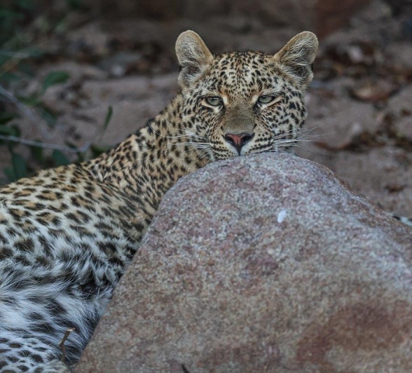 Sabi Sabi Ruan Mey Ntsumi Cub Peeking From Behind Rock Sabi Sabi Ruan Mey Ntsumi Cub Peeking From Behind Rock