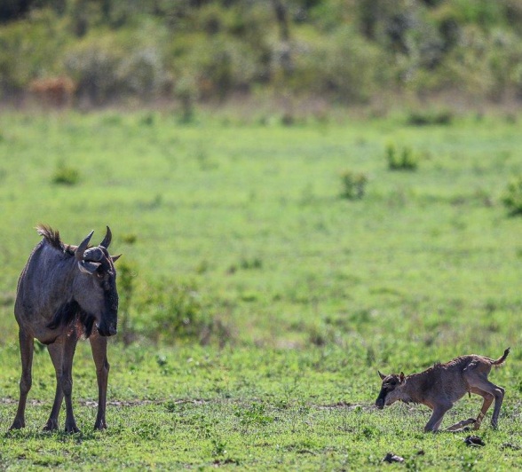 Sabi Sabi Ruan Mey Newborn Wildebeest Tries To Stand
