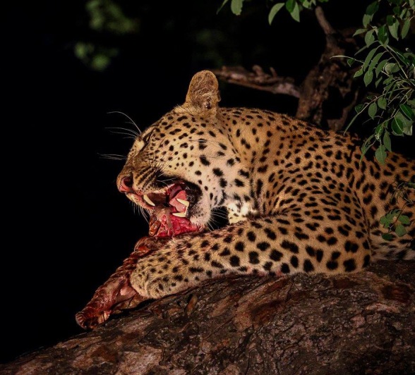 Perched in a tree, Nkuwa devours his prey, a Temminck's pangolin.