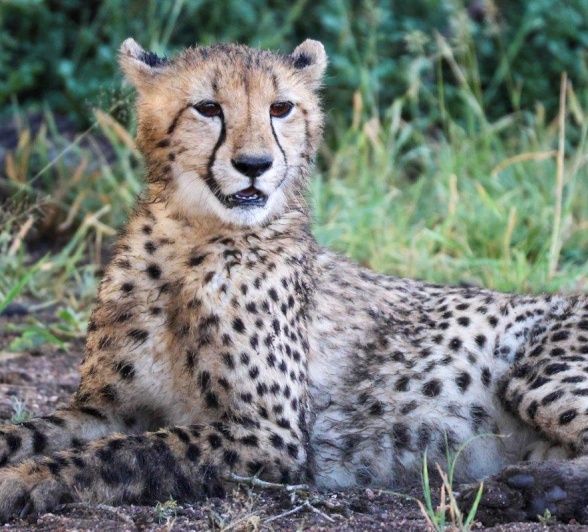 A female cheetah spotted during a game drive from Sabi Sabi. A female cheetah spotted during a game drive from Sabi Sabi.