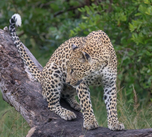 The leopard known as Golonyi climbs a tree. The leopard known as Golonyi climbs a tree.