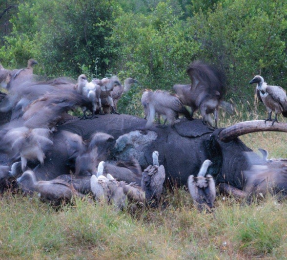 A committee of vultures works on cleaning up an elephant carcass/ A committee of vultures works on cleaning up an elephant carcass/